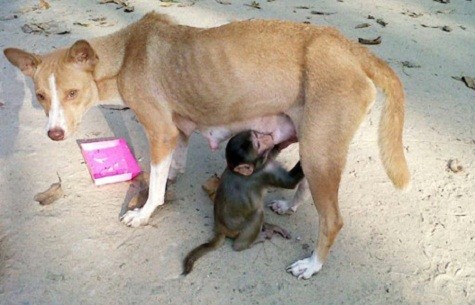 Một con chó ở Bangladesh trở nên nổi tiếng sau khi cứu một con khỉ thoát chết và nuôi con vật đáng thương bằng sữa của nó. Bangladesh để xem con chó của ông trong những ngày qua. Mintu, tên của con chó, đang nuôi 7 con. Reza kể rằng một đàn khỉ thường xuyên xông vào một ruộng lúa của người dân trong làng để kiếm thức ăn. Sau một lần xua đuổi chúng vào tháng trước, người dân bắt được một khỉ con. Reza nhận nuôi con vật. Ông thử cho nó bú sữa của Mintu và thấy con chó không có bất kỳ phản ứng gì khi con khỉ nằm cùng bầy con của nó. “Giờ đây con khỉ ngủ cùng Mintu và những chó con. Mintu sủa và tỏ ra giận dữ nếu ai đó động vào con khỉ. Nó thường xuyên cõng con khỉ và chạy khắp làng. Một tháng đã trôi qua từ khi tôi nhận con khỉ, song có vẻ như nó không muốn trở về môi trường hoang dã”, Reza nói.